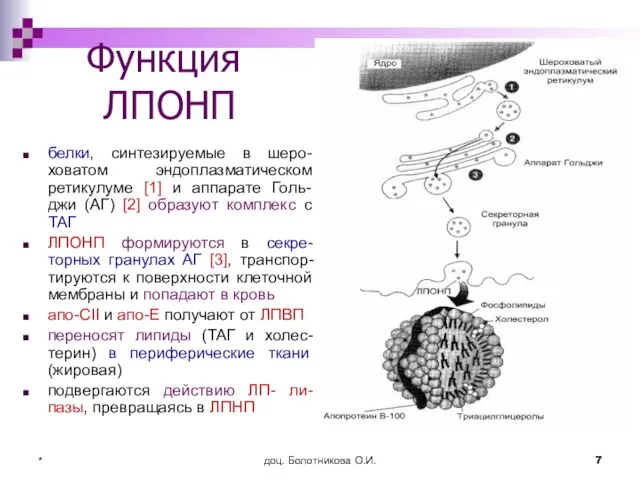 доц. Болотникова О.И. * Функция ЛПОНП белки, синтезируемые в шеро-ховатом эндоплазматическом ретикулуме