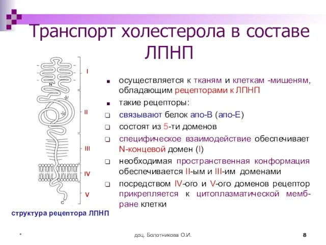 доц. Болотникова О.И. * Транспорт холестерола в составе ЛПНП осуществляется к тканям