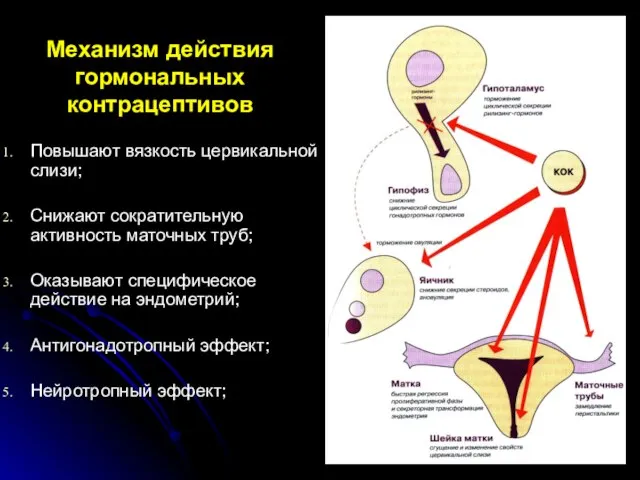 Механизм действия гормональных контрацептивов Повышают вязкость цервикальной слизи; Снижают сократительную активность маточных