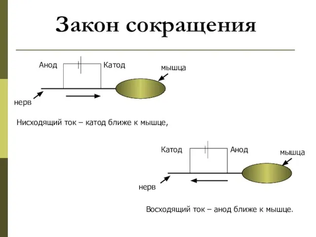 Закон сокращения Восходящий ток – анод ближе к мышце. Нисходящий ток –