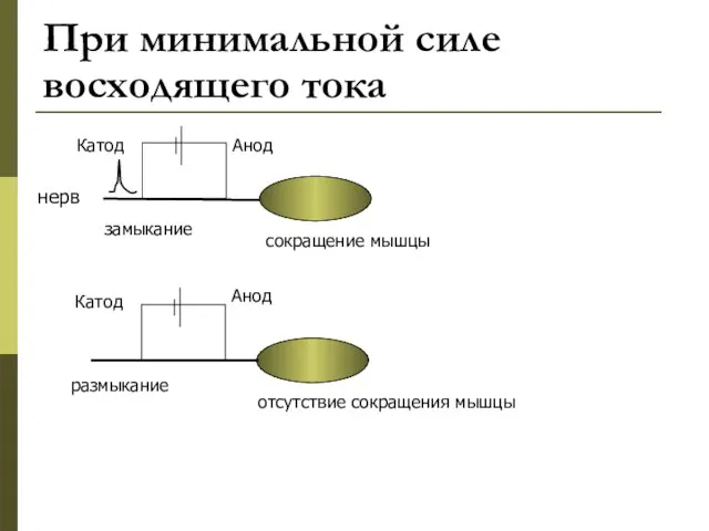 При минимальной силе восходящего тока Анод Катод Катод Анод замыкание размыкание сокращение