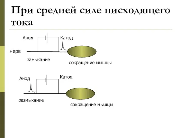 При средней силе нисходящего тока Катод Анод Анод Катод замыкание размыкание сокращение мышцы нерв сокращение мышцы