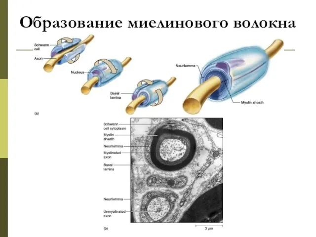 Образование миелинового волокна