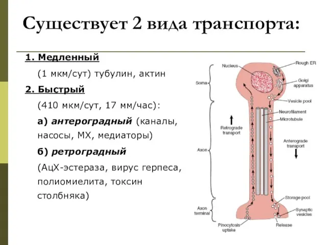 Существует 2 вида транспорта: 1. Медленный (1 мкм/сут) тубулин, актин 2. Быстрый