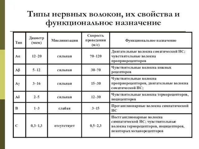 Типы нервных волокон, их свойства и функциональное назначение