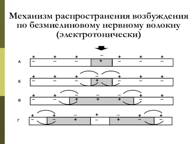 Механизм распространения возбуждения по безмиелиновому нервному волокну (электротонически)