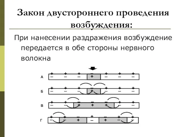 Закон двустороннего проведения возбуждения: При нанесении раздражения возбуждение передается в обе стороны нервного волокна