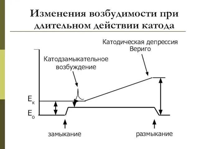 Изменения возбудимости при длительном действии катода Катодическая депрессия Вериго Ек Ео замыкание размыкание Катодзамыкательное возбуждение