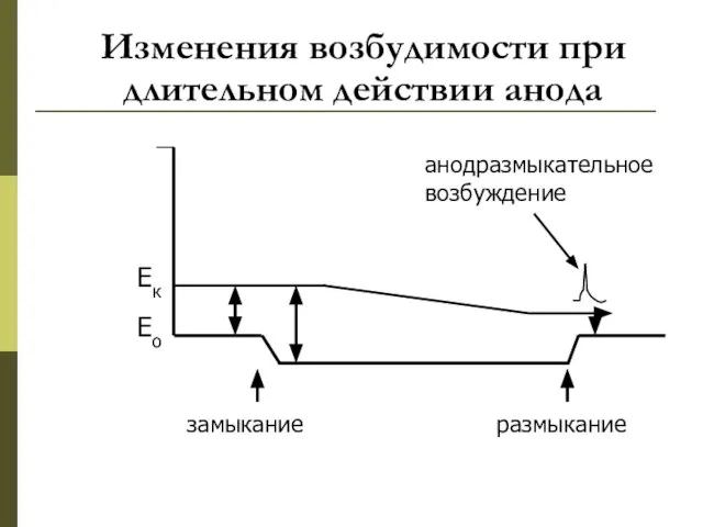 Изменения возбудимости при длительном действии анода Ек Ео замыкание размыкание анодразмыкательное возбуждение