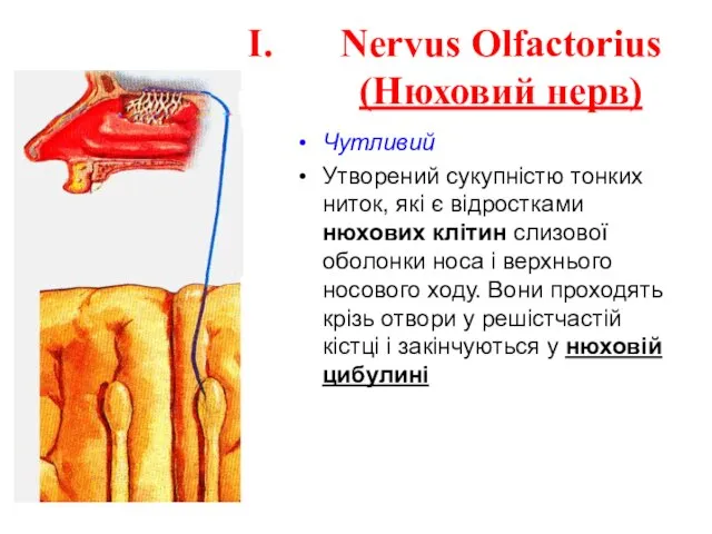 Nervus Olfactorius (Нюховий нерв) Чутливий Утворений сукупністю тонких ниток, які є відростками