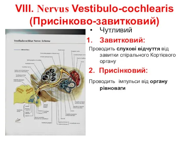VIII. Nervus Vestibulo-cochlearis (Присінково-завитковий) Чутливий Завитковий: Проводить слухові відчуття від завитки спірального