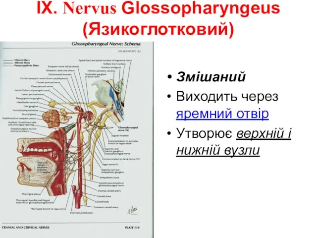 IX. Nervus Glossopharyngeus (Язикоглотковий) Змішаний Виходить через яремний отвір Утворює верхній і нижній вузли