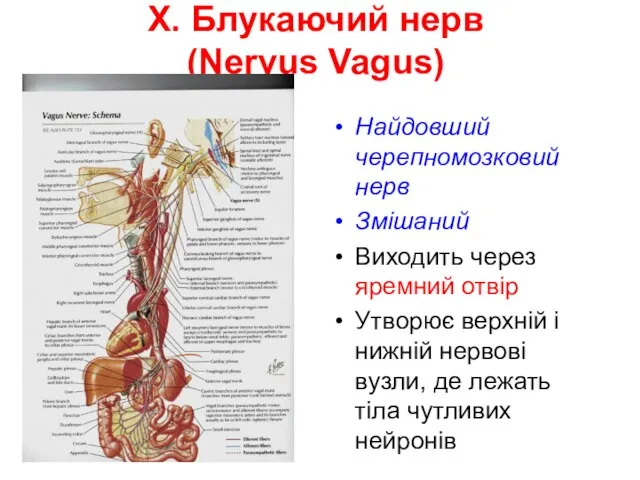 X. Блукаючий нерв (Nervus Vagus) Найдовший черепномозковий нерв Змішаний Виходить через яремний