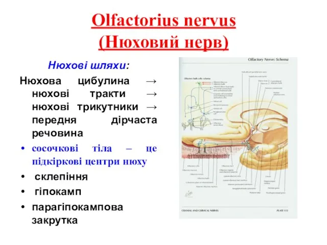 Olfactorius nervus (Нюховий нерв) Нюхові шляхи: Нюхова цибулина → нюхові тракти →