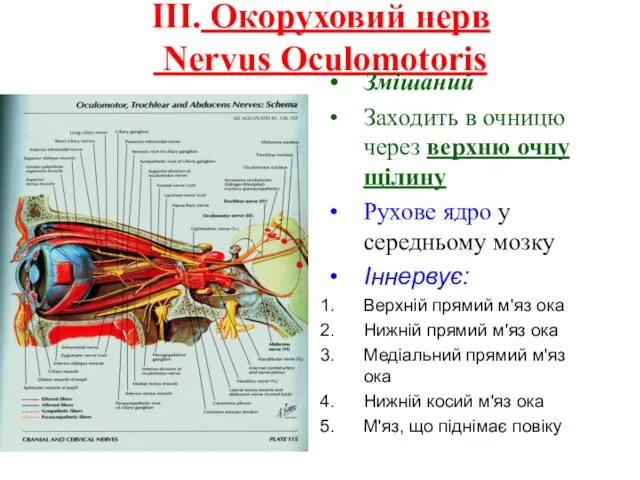 III. Окоруховий нерв Nervus Oculomotoris Змішаний Заходить в очницю через верхню очну