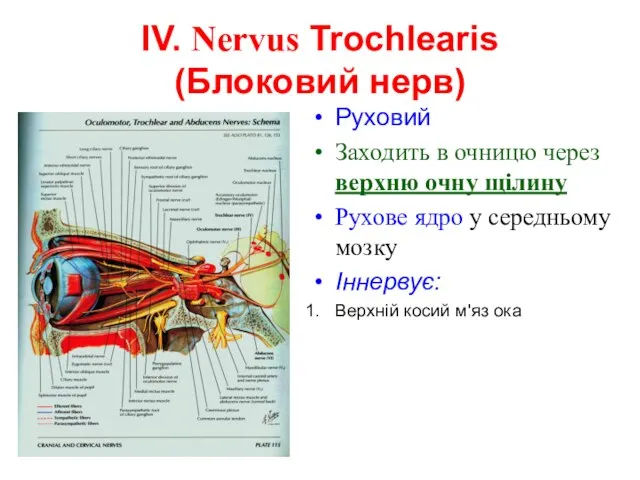 IV. Nervus Trochlearis (Блоковий нерв) Руховий Заходить в очницю через верхню очну