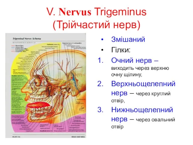 V. Nervus Trigeminus (Трійчастий нерв) Змішаний Гілки: Очний нерв – виходить через