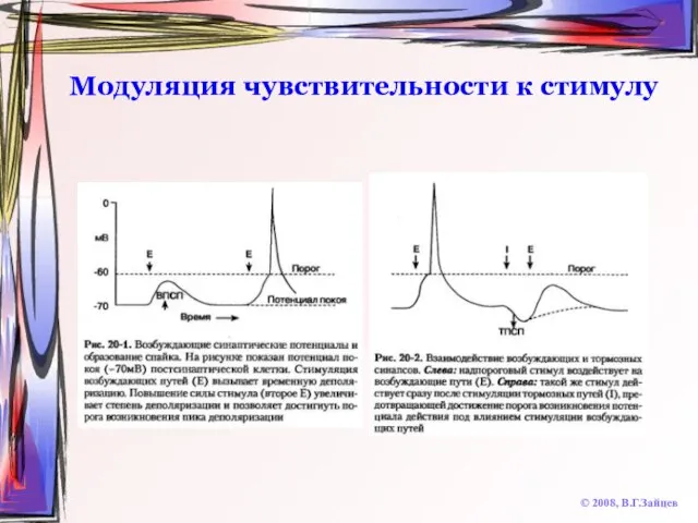 Модуляция чувствительности к стимулу © 2008, В.Г.Зайцев