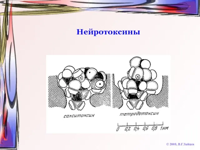 Нейротоксины © 2008, В.Г.Зайцев