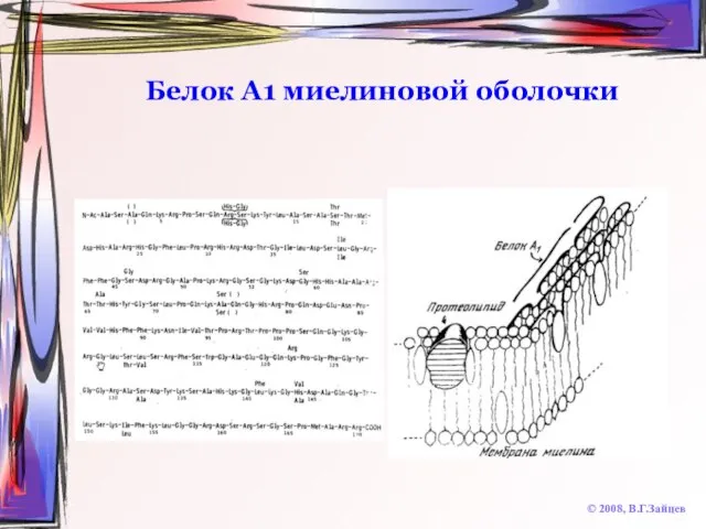 Белок А1 миелиновой оболочки © 2008, В.Г.Зайцев