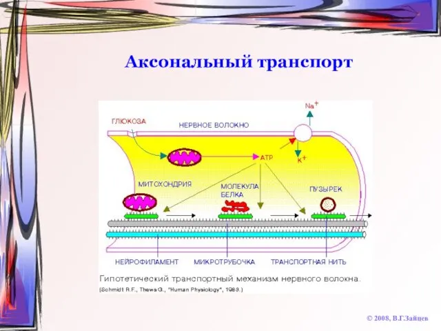 Аксональный транспорт © 2008, В.Г.Зайцев