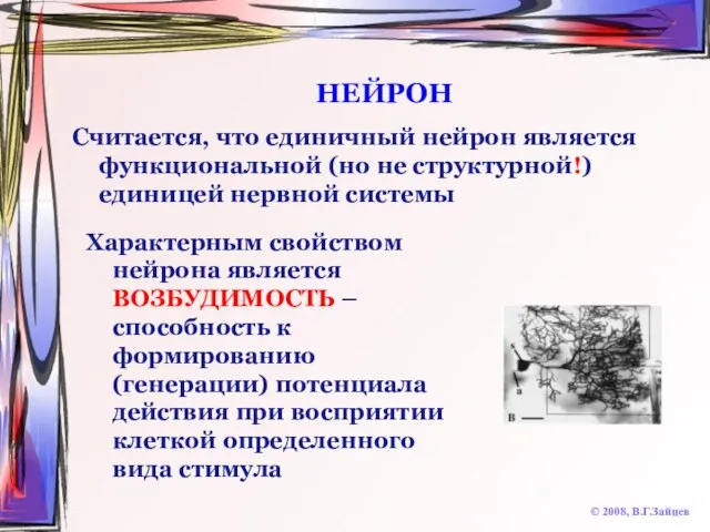 НЕЙРОН © 2008, В.Г.Зайцев Считается, что единичный нейрон является функциональной (но не