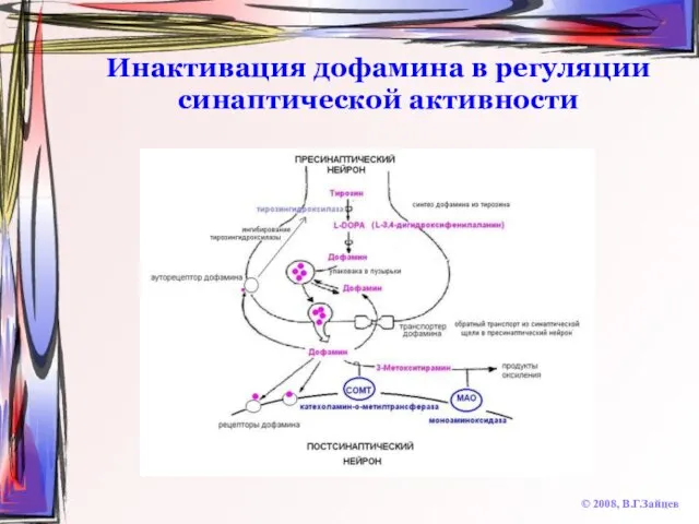 Инактивация дофамина в регуляции синаптической активности © 2008, В.Г.Зайцев