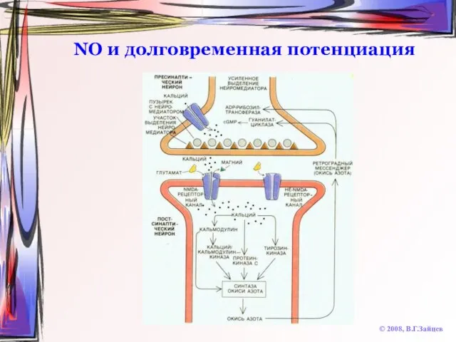 NO и долговременная потенциация © 2008, В.Г.Зайцев