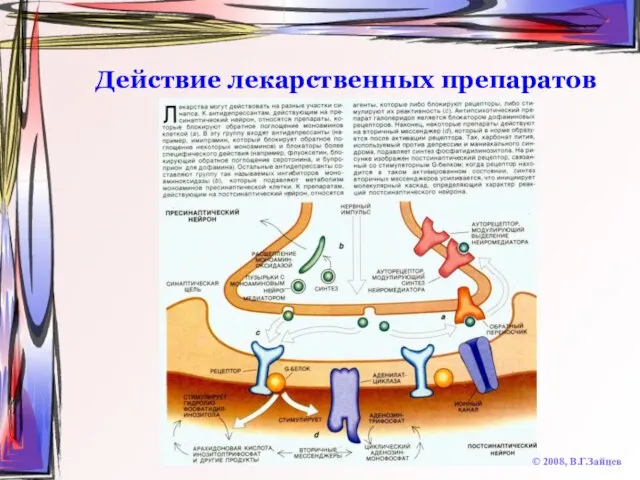 Действие лекарственных препаратов © 2008, В.Г.Зайцев