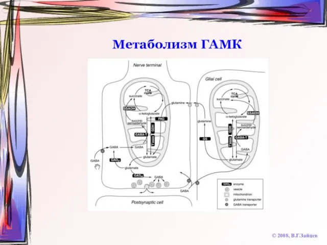 Метаболизм ГАМК © 2008, В.Г.Зайцев