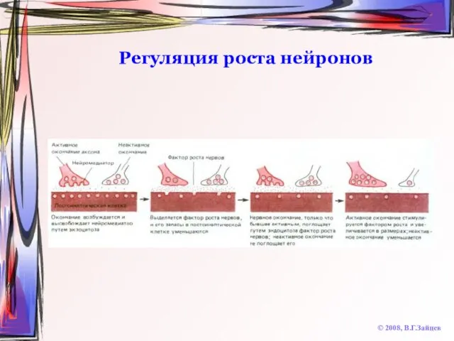 Регуляция роста нейронов © 2008, В.Г.Зайцев