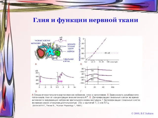 Глия и функции нервной ткани © 2008, В.Г.Зайцев