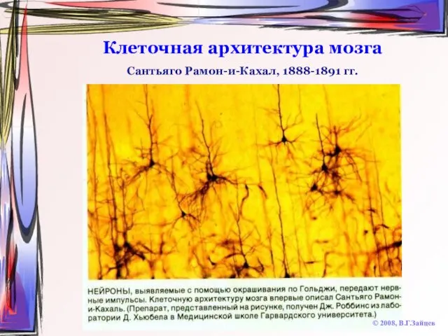 Клеточная архитектура мозга © 2008, В.Г.Зайцев Сантьяго Рамон-и-Кахал, 1888-1891 гг.