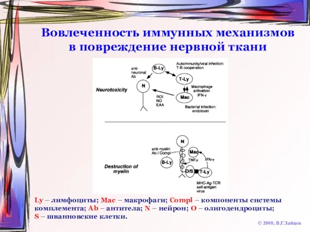 Вовлеченность иммунных механизмов в повреждение нервной ткани © 2008, В.Г.Зайцев Ly –