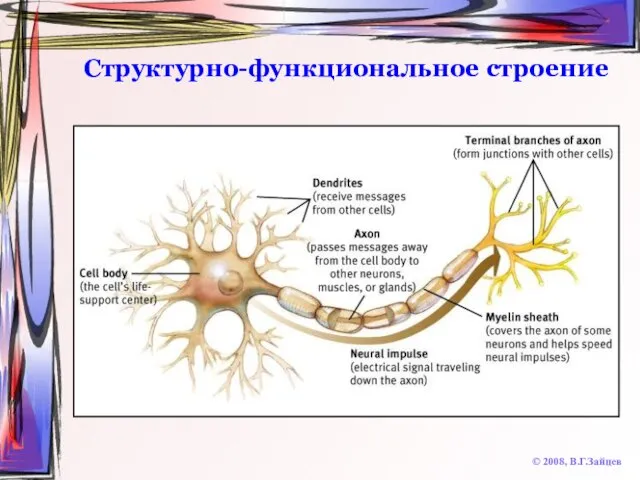 Структурно-функциональное строение © 2008, В.Г.Зайцев