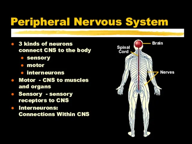 Peripheral Nervous System 3 kinds of neurons connect CNS to the body