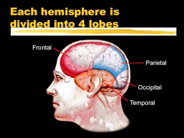 Each hemisphere is divided into 4 lobes