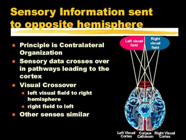 Sensory Information sent to opposite hemisphere Principle is Contralateral Organization Sensory data