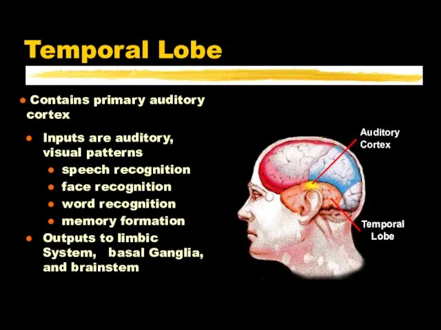 Temporal Lobe Inputs are auditory, visual patterns speech recognition face recognition word