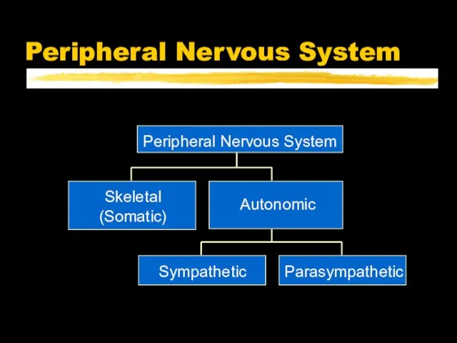 Peripheral Nervous System