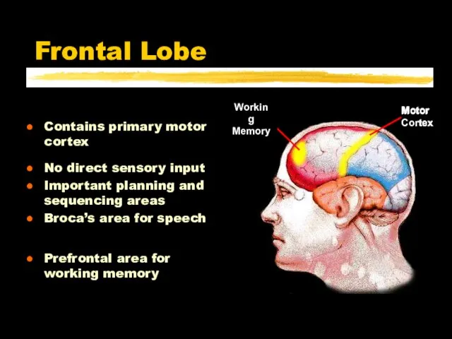 Frontal Lobe Contains primary motor cortex No direct sensory input Important planning