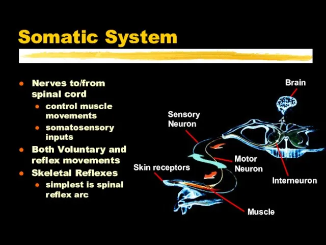 Somatic System Nerves to/from spinal cord control muscle movements somatosensory inputs Both