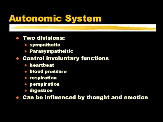 Autonomic System Two divisions: sympathetic Parasympatheitic Control involuntary functions heartbeat blood pressure