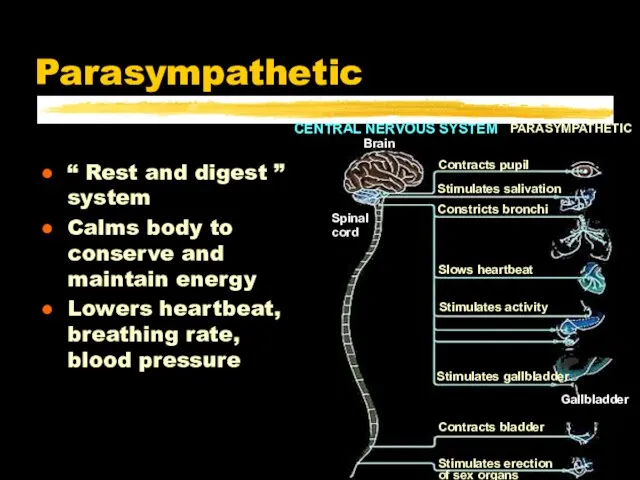 Parasympathetic “ Rest and digest ” system Calms body to conserve and
