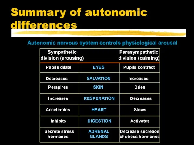 Summary of autonomic differences