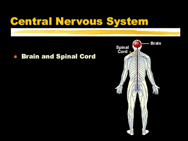 Central Nervous System Brain and Spinal Cord