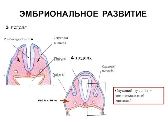 Ромбовидный мозгn Слуховая плакода Слуховой пузырёк mesoderm Слуховой пузырёк – эктодермальный эпителий