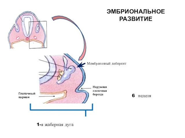 Мембранозный лабиринт 1-я жаберная дуга 6 неделя Наружная глоточная борозда Глоточный карман ЭМБРИОНАЛЬНОЕ РАЗВИТИЕ