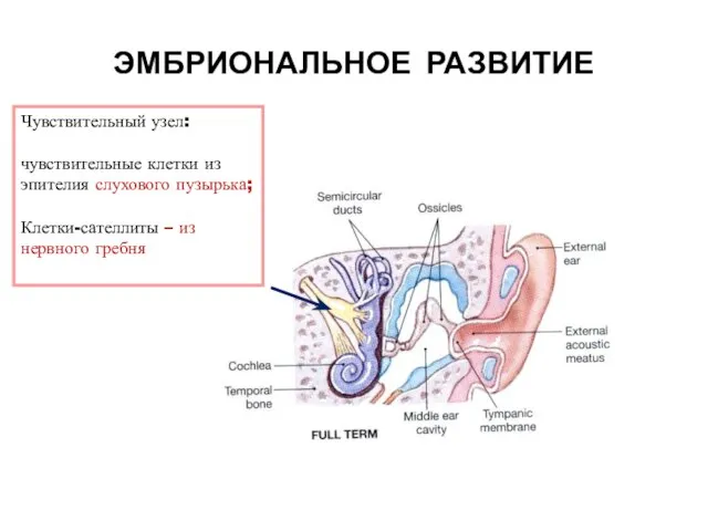 Чувствительный узел: чувствительные клетки из эпителия слухового пузырька; Клетки-сателлиты – из нервного гребня ЭМБРИОНАЛЬНОЕ РАЗВИТИЕ