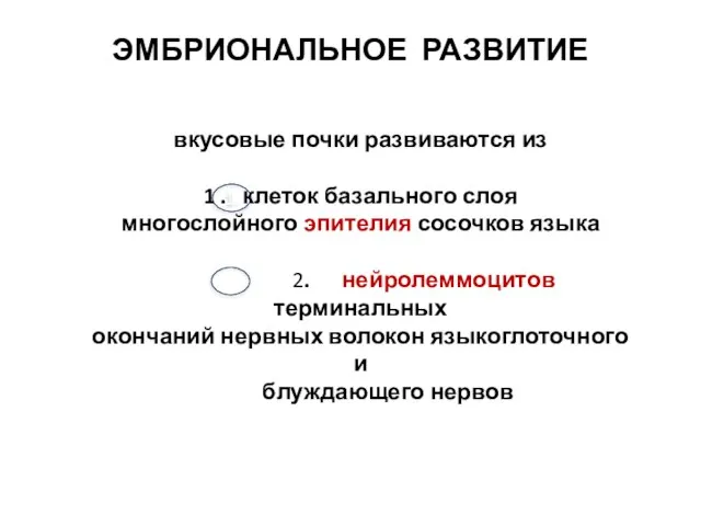 ЭМБРИОНАЛЬНОЕ РАЗВИТИЕ вкусовые почки развиваются из 1 . клеток базального слоя многослойного